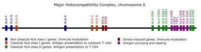 MHC Variants Associated With Symptomatic Versus Asymptomatic SARS-CoV-2 Infection in Highly Exposed Individuals